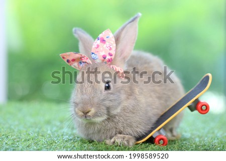 Brown adorable rabbit plays skate board for lovely pet. Surf skate board for roll on ground. An extreme sport for bunny theme.
