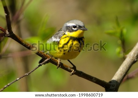 Warblers migrate from south America to US during spring and back in fall. These are some pictures of migrating birds especially warblers