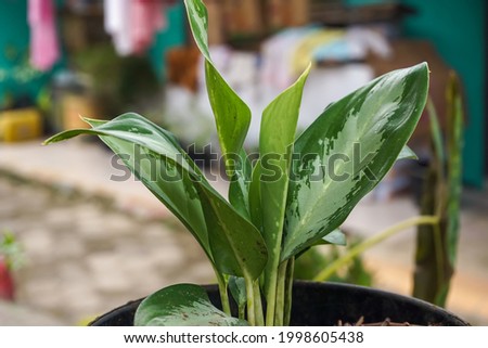 close-up view of green calathea ornamental plants