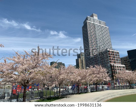 A tall apartment complex rises over blooming cherry blossom trees