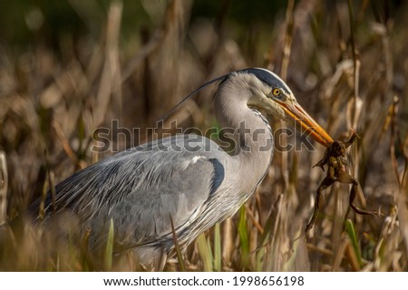 Heron in the reeds eating a toad, close up, in Scotland in spring time
