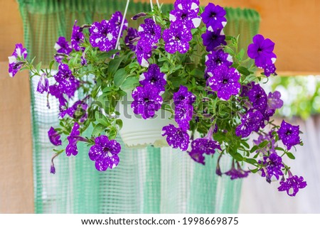 Beautiful flowers purple spotted petunias Night Sky in hanging pots for cafe or restaurant decoration