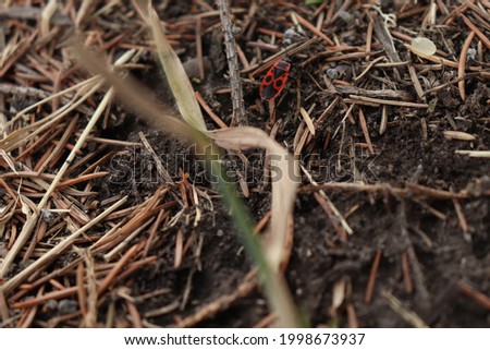 
red insect on the ground