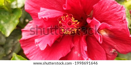 a macro photography of an hibiscus red flower 