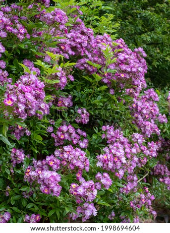 Velchenblau rambling rose with attractive magenta purple flowers photographed at Eastcote House Gardens, historic walled garden tended by community volunteers in Eastcote, north west London UK. Royalty-Free Stock Photo #1998694604