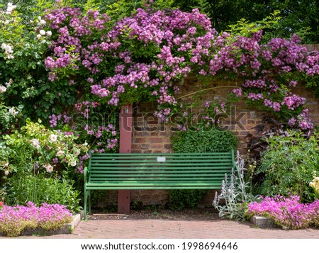 Velchenblau rambling rose with purple magenta flowers surrounding a green bench, at Eastcote House Gardens, historic walled garden tended by community volunteers in Eastcote, north west London UK. Royalty-Free Stock Photo #1998694646