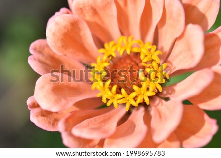 Colorful red yellow and blue flowers of zinnia close up