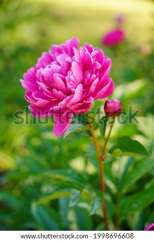  Beautiful, fragrant, colorful peony flower on a spring green background- flowers  - selective focus