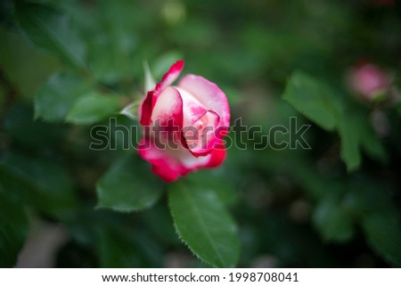 Beautiful rose on blur background for card and design