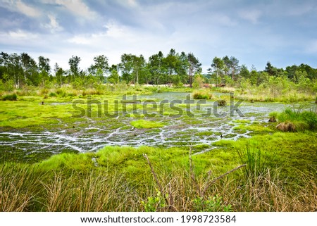 The peat bog Pietzmoor in the nature reserve Lueneburger Heide in northern Germany. Royalty-Free Stock Photo #1998723584