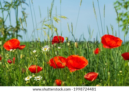 Red poppies and chamomiles with green grass in the meadow. Summer wildflowers meadow flowers on a background of blue sky.