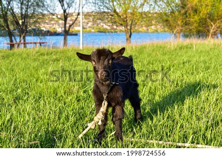 The little black goat eats green grass on the meadow. Copy space