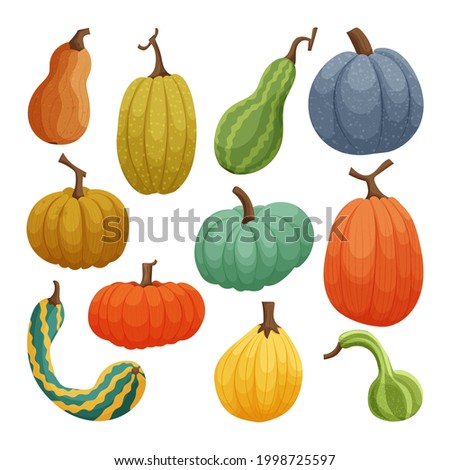 Collection of colorful pumpkins isolated on white background. Fresh vegetables. Organic food. Gardening or farming concept. Decoration elements for Thanksgiving and Halloween. Vector illustration. 