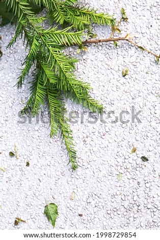 Pine branches on the asphalt. Stylish wallpaper. Bio, nature lover concept