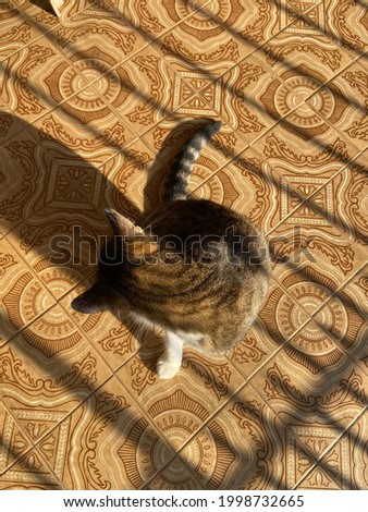 Beautiful white, brown and black with yellow eyes cat at the garage during the day and taking some sun, golden hour