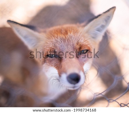 Red fox face close up. Blurred autumn nature at the background.