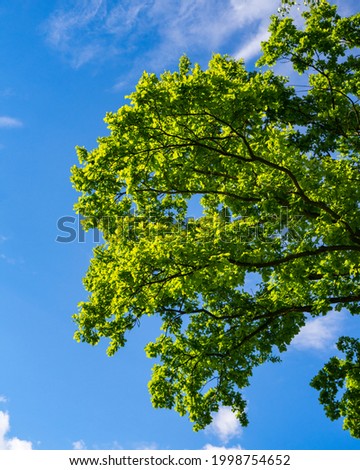 A vertical shot of a green tree under the daylight sky