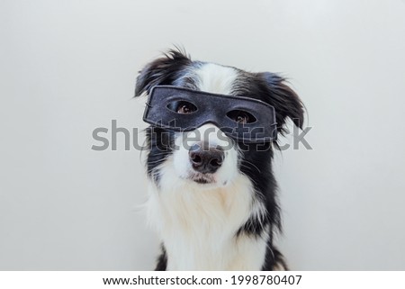 Funny portrait of cute dog border collie in superhero costume isolated on white background. Puppy wearing black super hero mask in carnival or halloween. Justice help strenght concept