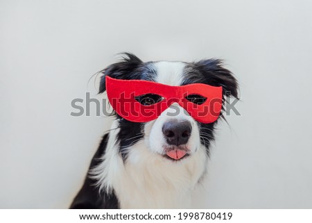 Funny portrait of cute dog border collie in superhero costume isolated on white background. Puppy wearing red super hero mask in carnival or halloween. Justice help strenght concept