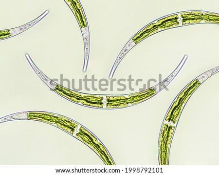 Closterium sp. Charophyta algae under microscopic view x40, Green algae Royalty-Free Stock Photo #1998792101