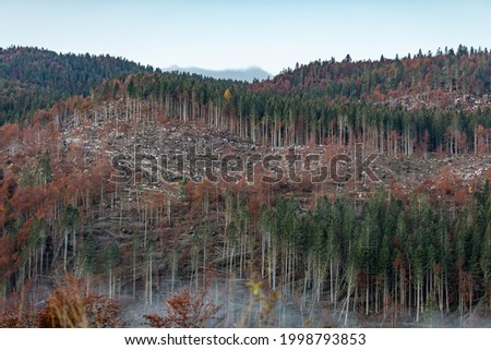 Storm aftermaths in a mountain forest at autumn, Veneto region, Italy
