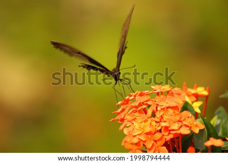 butterfly landing on the needle flower