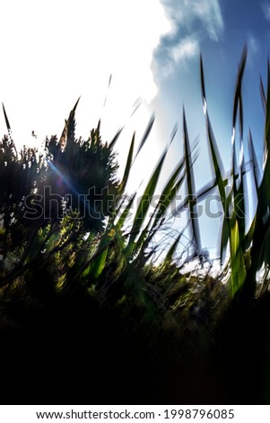 Abstract, motion-blurred, partially silhouetted, green vegetation under bright sun in blue sky background texture