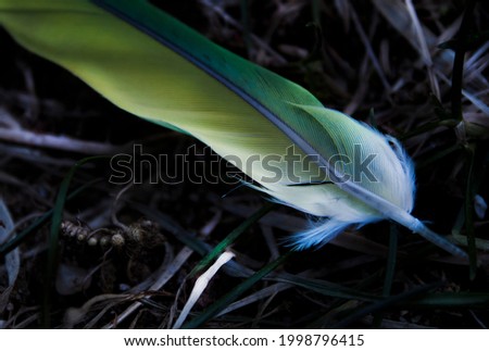 Lone Green Feather Of A Monk Parakeet