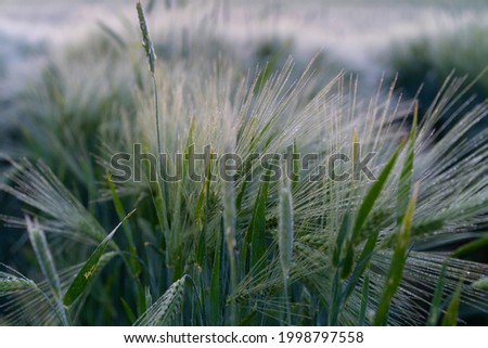 Wheat field in the rays of the dawn sun, dew on ears, background
