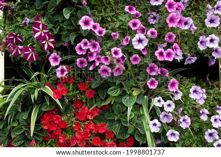 Pink and red color petunia plant flowers with green leaves on green decorative street decor wall 