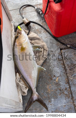 Fish caught with a lure