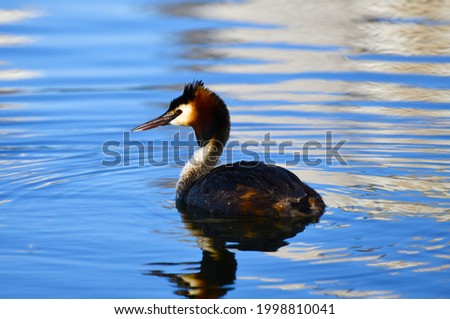 Greater Grebe (Chomga) - Podiceps cristatus. A bird with a beautiful orange crown of feathers on its head and red eyes. Water drops on feathers. He hunts for fish, dives.
