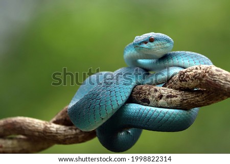 Blue Insularis or White lipped pit viper (Trimeresurus insularis) is venomous pit vipers and endemic species in Indonesia. The color is unique, namely turquoise blue. Royalty-Free Stock Photo #1998822314