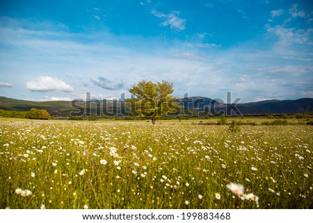 Lonely tree on a background of the Crimean Mountains and blue sky with clouds