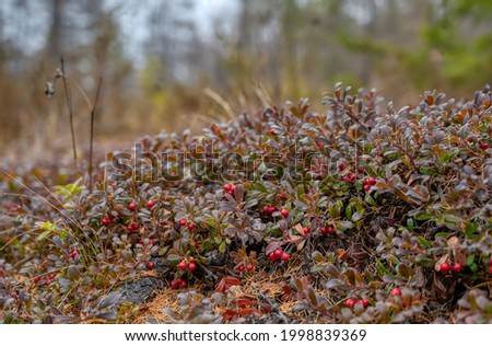 Wild taiga lingonberry. Red ripe berries rich in various vitamins. Siberian plant food.