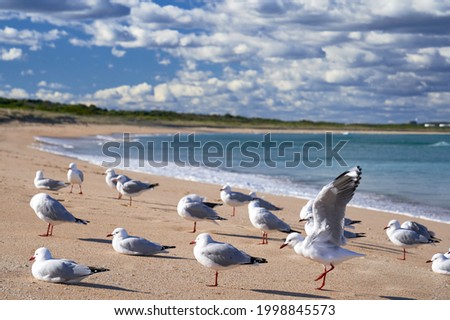               Seagulls hanging out  on the beach                 