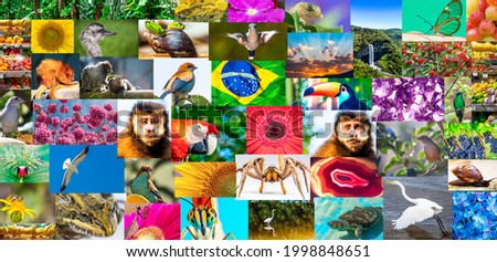 Colorful mosaic with tropical photos from Brazil.