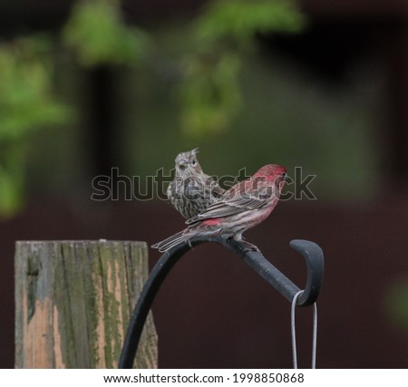 Red Finch and Song Sparrow Standing on Metal Pole
