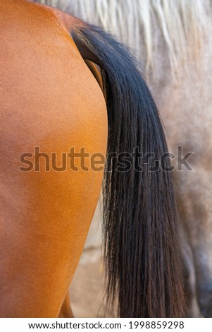 Beautiful Horse tile black and orange compination