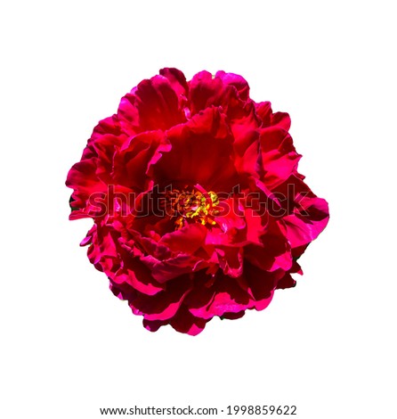 Stock Foto Flower pink peon, beautiful summer flower