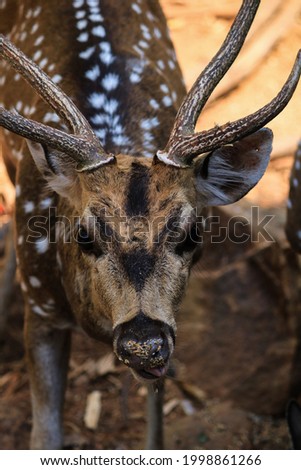 Picture for Spotted deer or the chital.