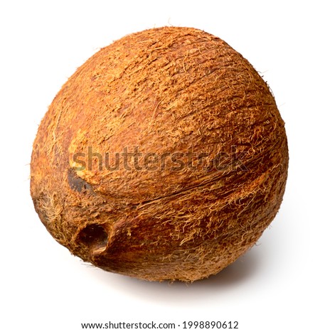 whole hairy coconut fruit isolated on white background