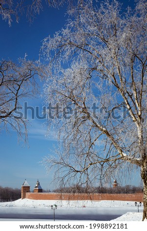 winter landscape, in the foreground a snow-covered birch