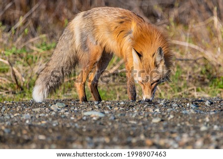 Wild red fox vulpes seen in nature during spring summer time in northern Canada with dirt surrounding the wild animal sniffing the ground. 