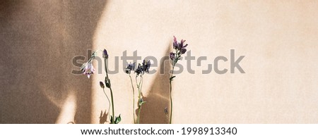 Dried flowers and long shadows on beige textured background. Floral composition in minimalism style. Banner size, copy space.