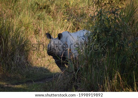 “Majestic Indian One-Horned Rhino” Captured in the lush greenery of Kaziranga National Park, this photograph showcases the grandeur of the endangered Indian One-Horned Rhino.