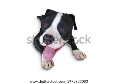 American bully puppy on a white background with a clipping path