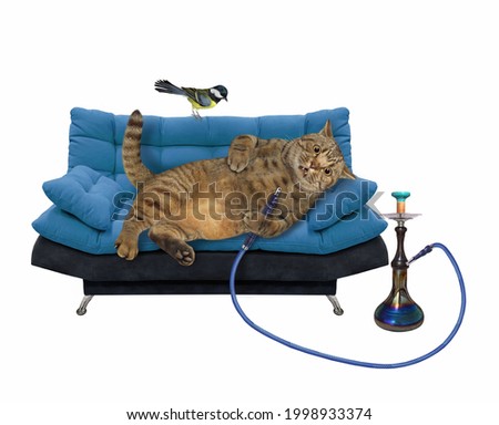 A beige cat is lyting on a blue divan and smoking a hookah. White background. Isolated.