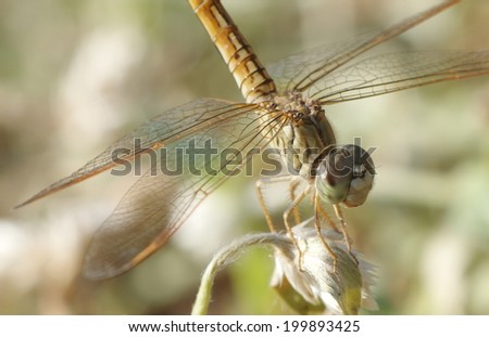 close up of a large yellow orange dragonfly resting on a white grass flower in nature under bright summer sunlight  with natural green grass and white flowers field bokeh as picture background