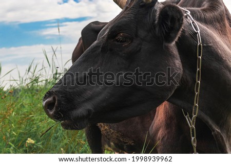 A black cow grazes on farmland with green grass on a sunny day and a blue cloudy sky. Cow's head, cow's eye close-up.